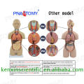 Hot sale whole sale Advanced PVC anatomy torso models